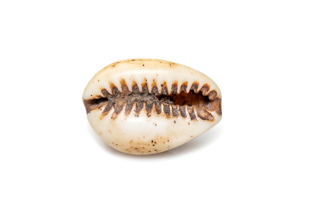 Luria isabella 일반적인 이름 Isabel's cowry Isabella cowry 또는 fawncoloured cowry는 종입니다.