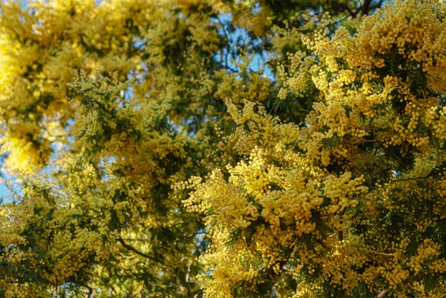 Lush acacia flowers on a sunny day