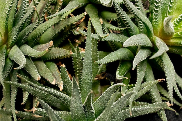 Lush aloe plant close up background or texture