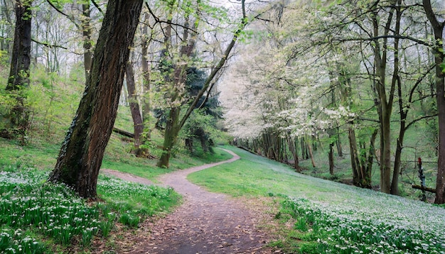 The lush atmosphere of a blooming forest