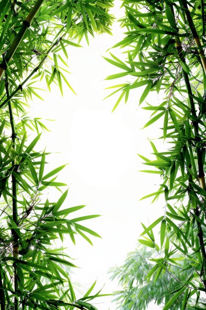 緑 の バンブー の 葉 が 明るい 背景 に 隣接 し て いる