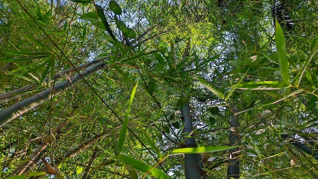 lush bamboo trees