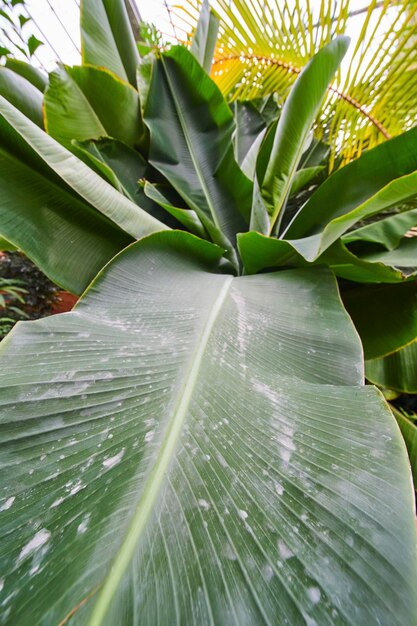 露 の ある 茂る バナナ の 葉 と 熱帯 の 緑