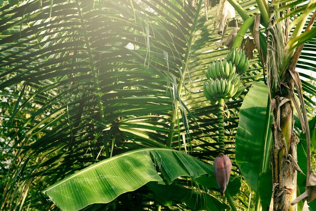 Lush banana tree leaves and fruits in tropical forest