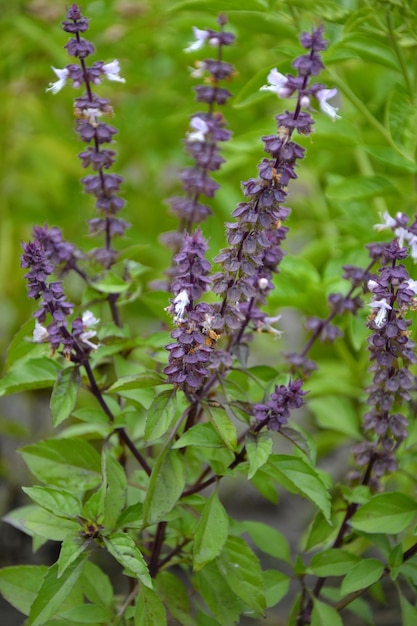 lush basil in the garden