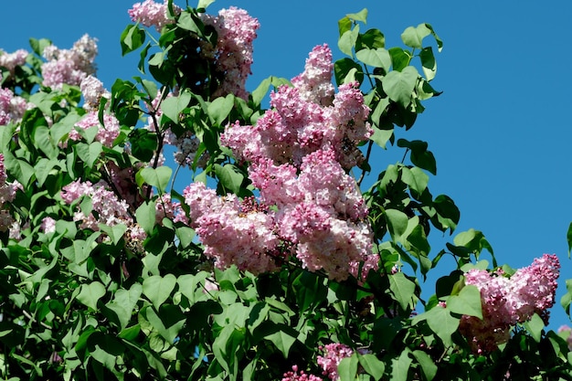 고 은 봄 날 에 식물원 에서 울창 한 아름다운 리라크 꽃 이 피고 있다