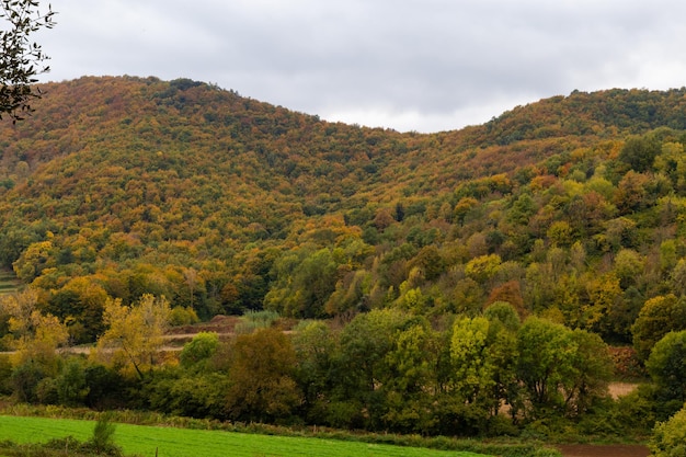 Lush beech forest in autumn