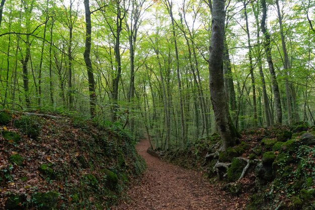 Lush beech forest in autumn