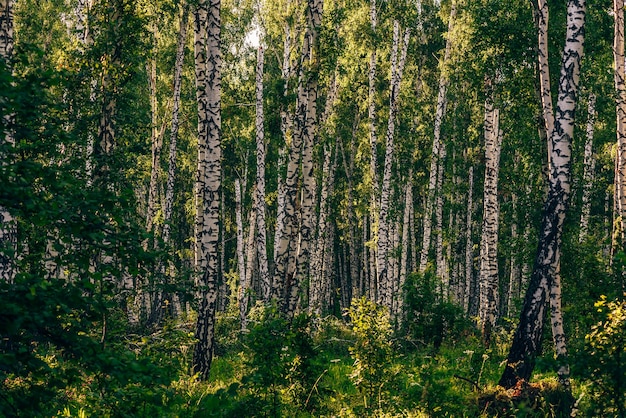 Lush birch grove in summer sunny day.