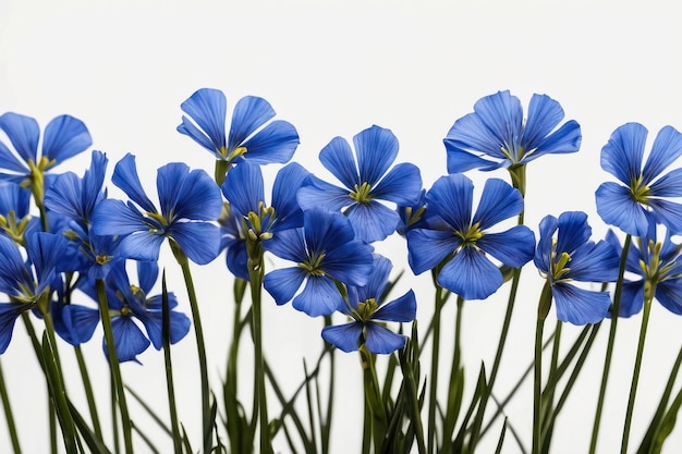 Lush blue flax flowers on white background