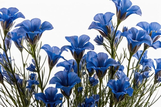 Lush blue flax flowers on white background