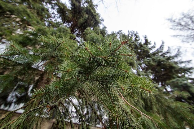 Lush branch of green spruce close up