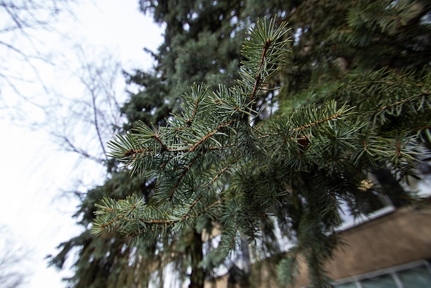 Lush branch of green spruce close up