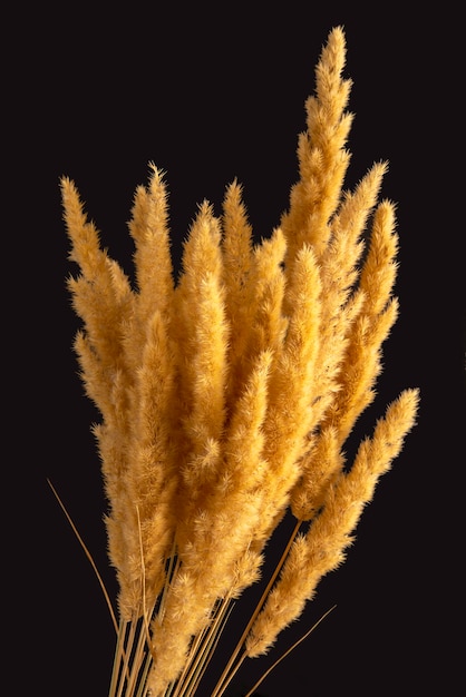 Photo lush bunch of yellow dry grass on a dark background. nature of plants and botany