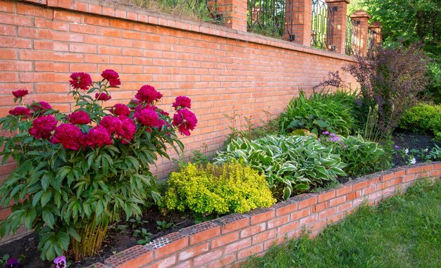 Lush burgundy peonies and other perennials in a flower bed Perennial flowers landscape design