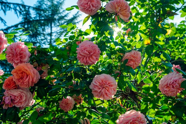 写真 カラフルなピンクのバラの緑豊かな茂みは、晴れた夏の日に美しい花の花を咲かせます