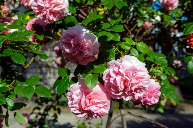 写真 ピンクの珊瑚のバラの緑豊かな茂み晴れた夏の日にぶら下がっている美しい花の花ガーデニングフローリストリー造園コンセプトカバーポストカードコピースペース