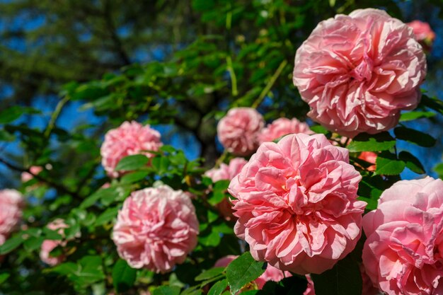 Photo lush bush of pink coral roses beautiful blossom flowers hanging at sunny summer day gardening floristry landscaping concept for covers postcards copy space