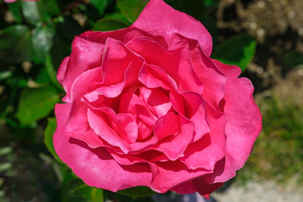 雨の後のピンクのバラの緑豊かな茂み 晴れた夏の日に美しい花の花 ガーデニング フローリストリー造園のコンセプト