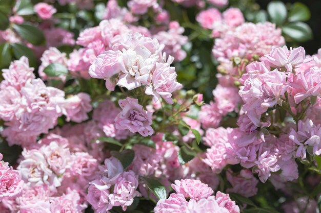 Lush bush of white pink roses in the garden on a sunny day