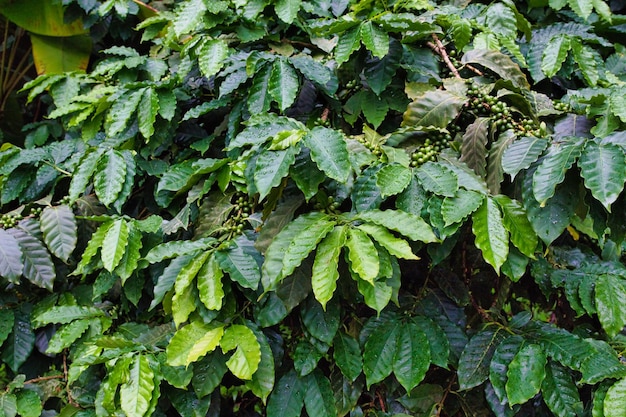 イギリスのコーンウォールにあるエデン・プロジェクトの茂ったコーヒー植物の葉っぱ