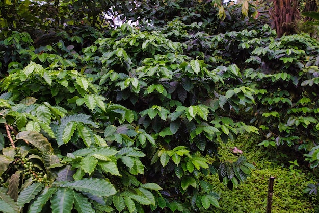 活気 の ある 緑 の 葉っぱ を 植え て いる 茂み の ある コーヒー 園