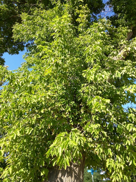 Lush crown of a deciduous tree