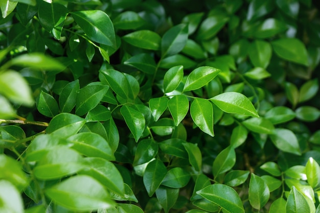 Lush dense green leaves background. Benjamin Rubber Tree close up