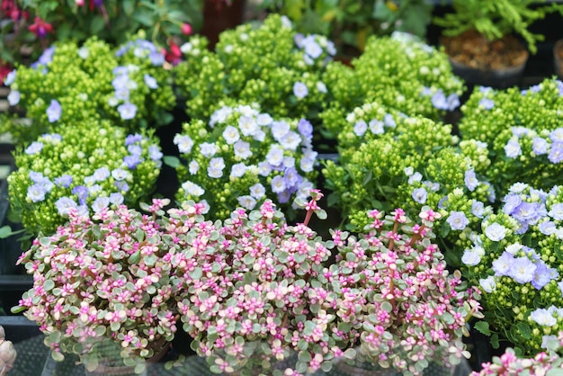 Foto lussureggiante esposizione di fiori di kalanchoe blossfeldiana