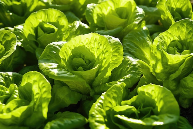 Lush Farm Field Filled with Lettuce Generative AI