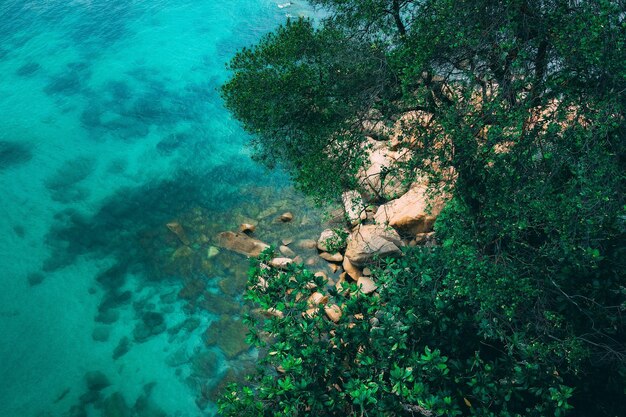 Foto fogliame rigoglioso contro l'acqua turchese del mare foto