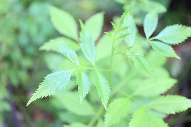 Lush foliage in ban nakhon sawan ok