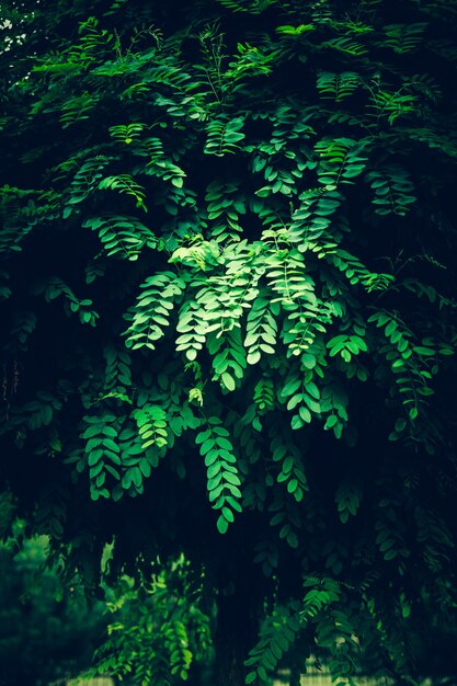 Lush foliage in a dark lighting