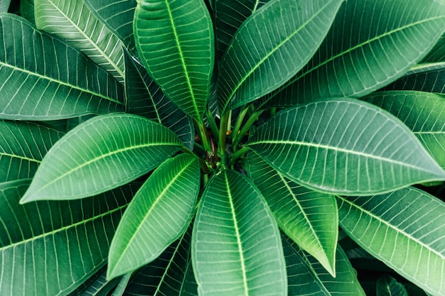 Lush foliage of green trees in natural environment