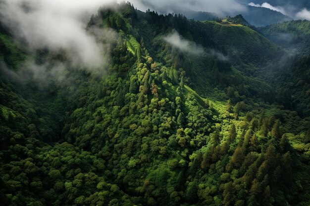 Lush forest aerial perspective