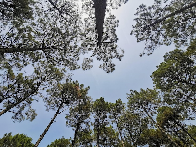 Фото Пышный лес с деревьями и рекой