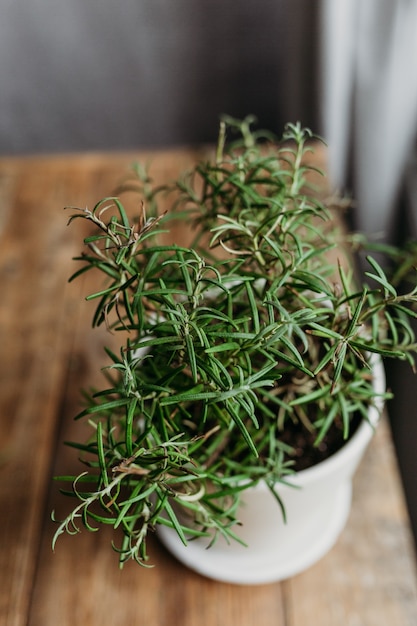 Lush fresh rosemary in a pot on the kitchen table.