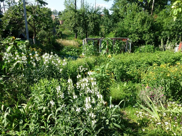 Foto giardino lussureggiante in toni verdi sullo sfondo una grande diversità naturale