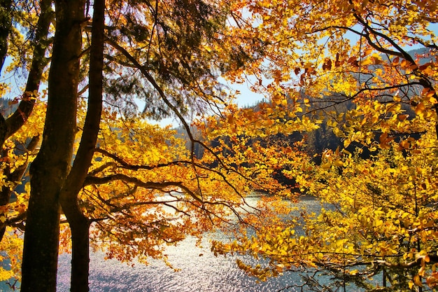 Lush golden tree on the mountain lake in autumn