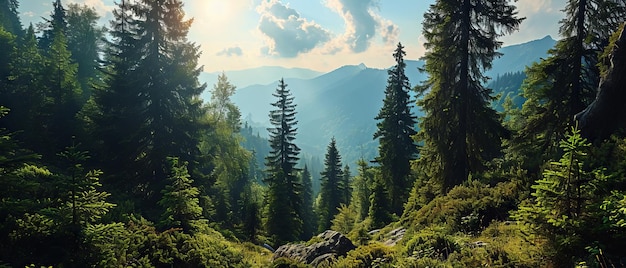 Lush green conifers in a dense misty forest landscape