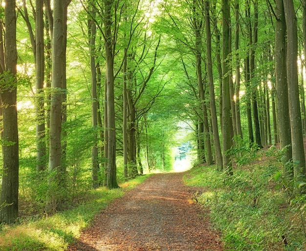 A lush green endless forest in the woodlands on a summer day Outdoor trail in nature with an opening with a bright light Beautiful landscape with shining sunlight at the beginning of the path