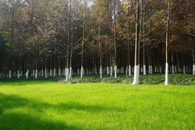 Photo lush green field with tall trees in the background