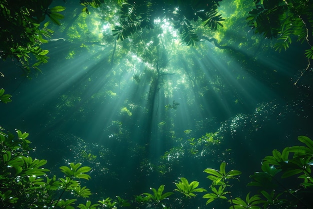 Lush Green Forest Filled With Trees