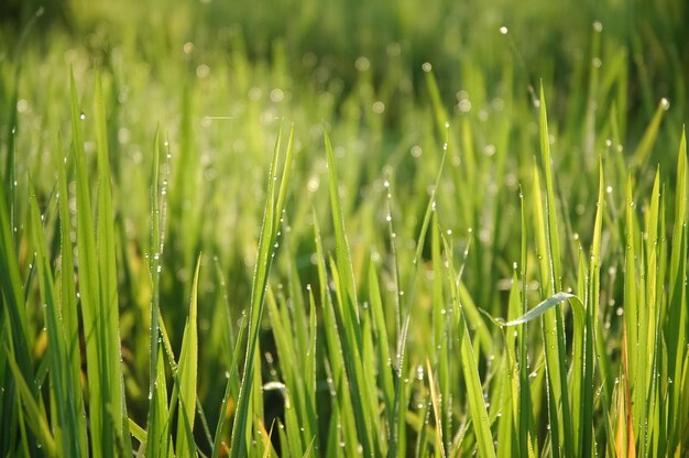 Lush green grass field in the early morning