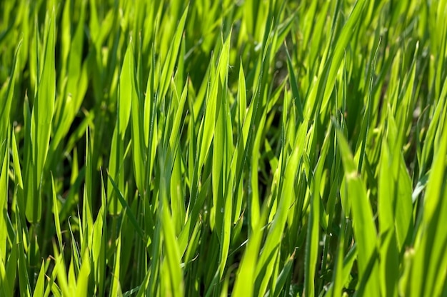 Lush green grass on the lawn