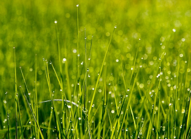 пышная зеленая трава на лугу с каплями водяной росы крупным планом