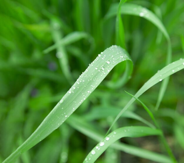 Lush green grass Rain drops Dew drops Spring background nature awakening