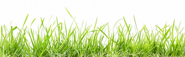 Photo lush green grass on a white background ideal for spring designs