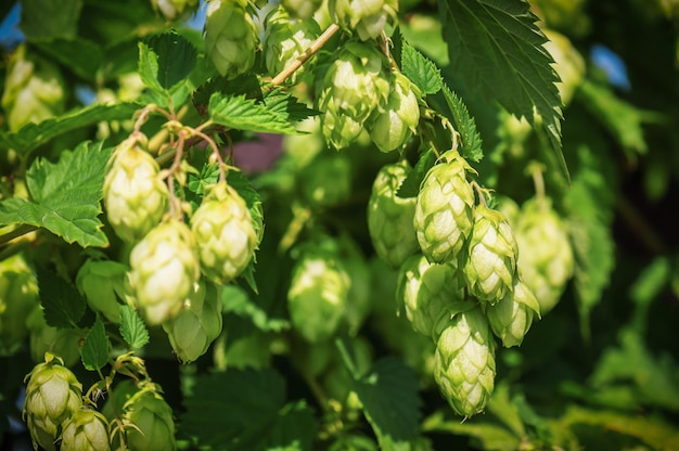 Lush green hops cones in sunlight