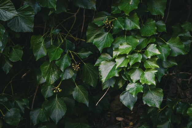 薄暗い 自然 の 光 の 中 で 壁 を 覆っ て いる 茂み の 緑 の アイビー の 葉